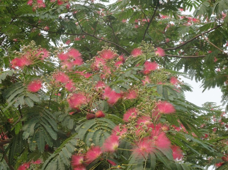 合欢是什么意思