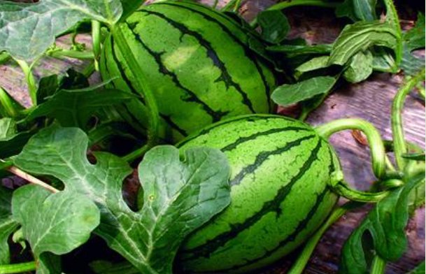 西瓜象什么东西一.比喻句