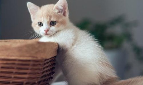 给猫咪驱虫,要多少钱