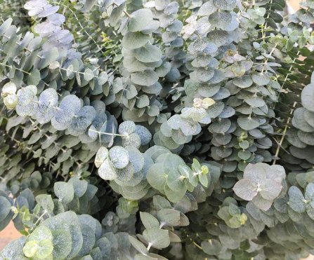 什么花适合做干花