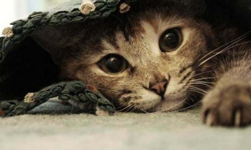 给猫咪驱虫，要多少钱