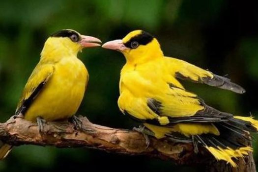 鸟儿是大自然的歌手，续写该怎么写？