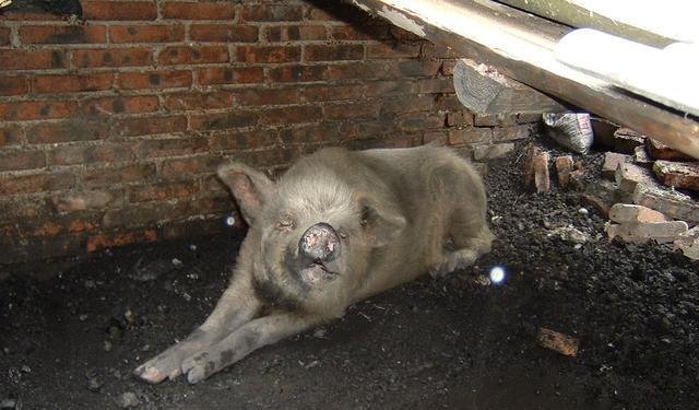 14岁猪坚强情况很糟，给它做安乐死可行吗？