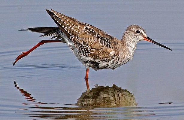 常见水鸟有哪些？