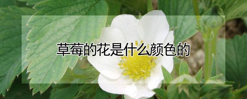 草莓的花是什么颜色的