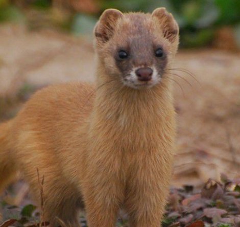 黄鼠狼是什么动物？