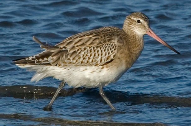 常见水鸟有哪些？