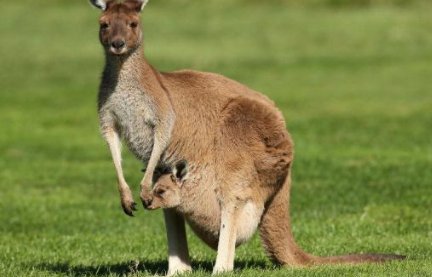 袋鼠有哪些特点？