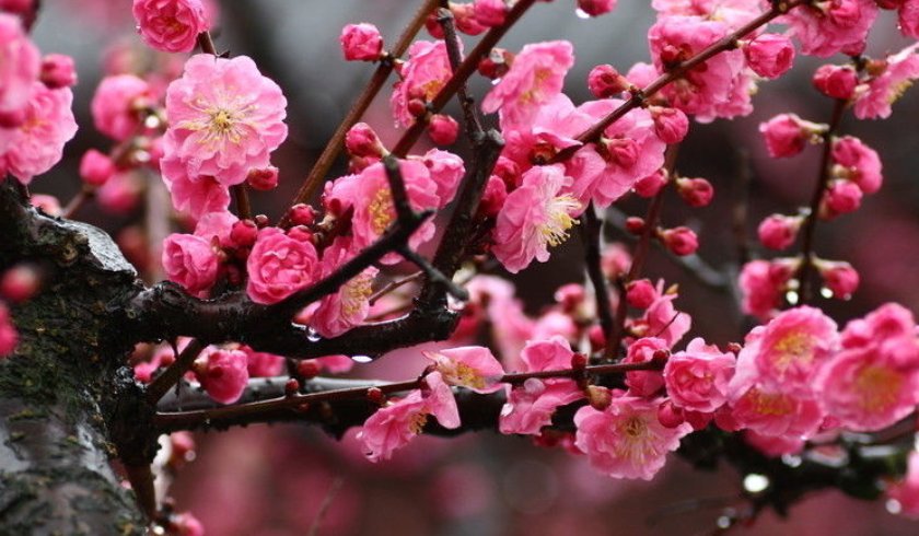 秉性是什么意思?梅花的秉性指什么?