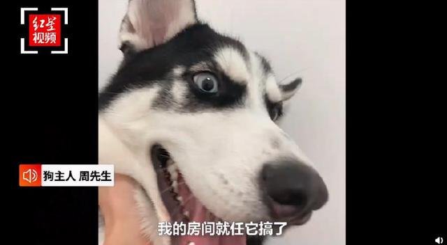 “哈士奇在家干坏事”湖南衡阳77岁老太气进医院，谁的责任？