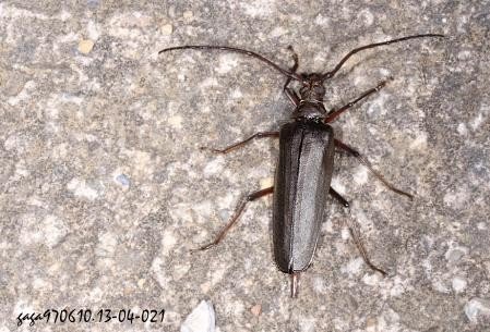 这是什么虫子，怎么消灭？