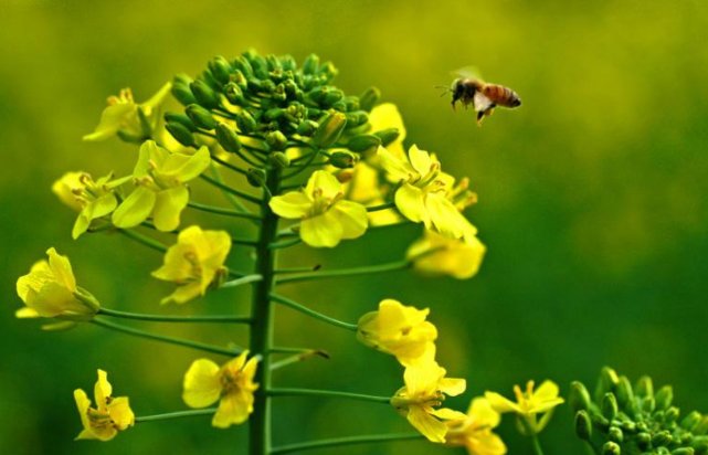 盎然是什么意思？