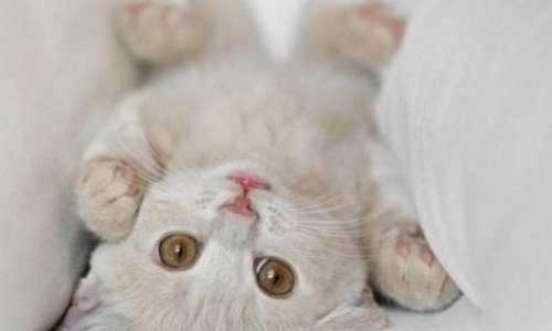 萌字是什么意思