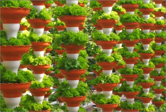 plant是什么意思