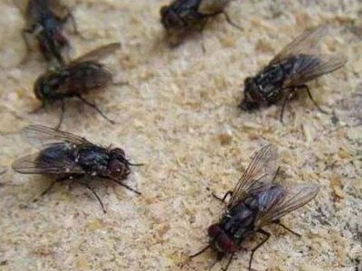 苍蝇有什么作用。