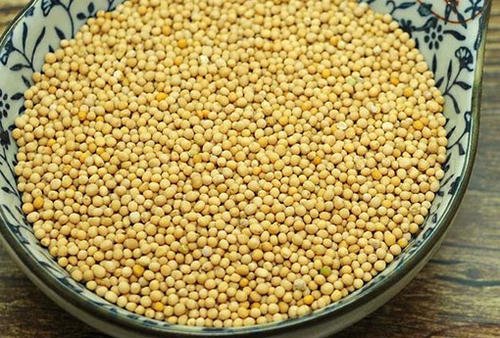 白芥子是什么？