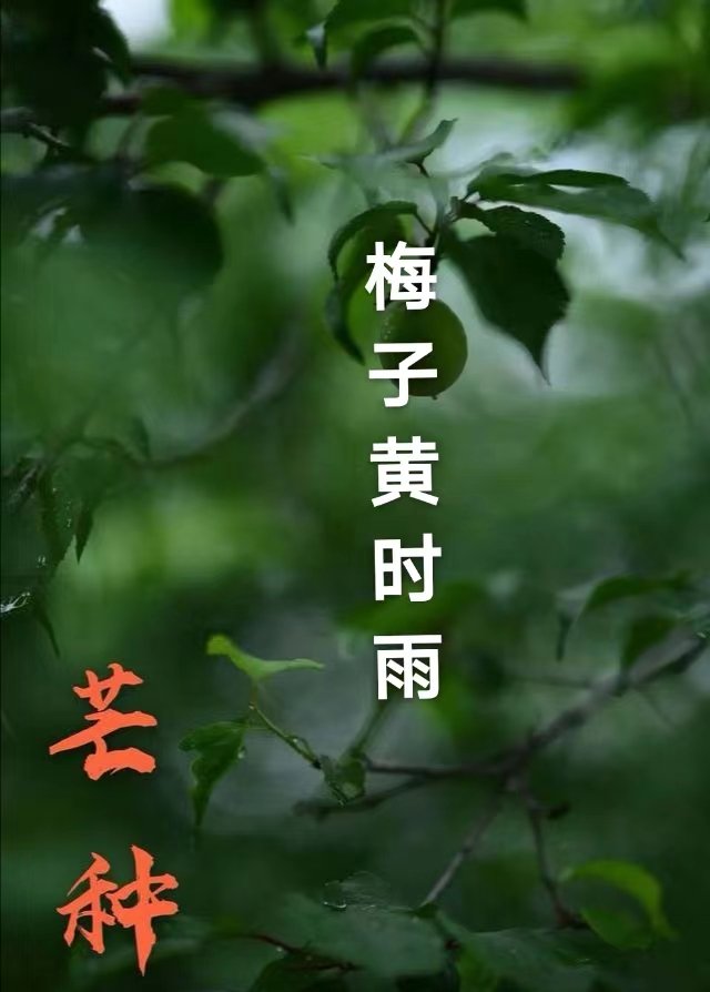 芒种寓意着什么?