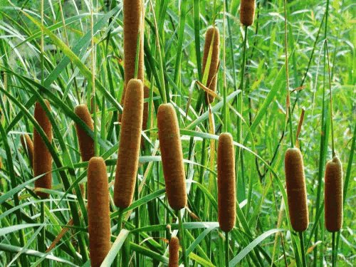 香蒲是什么植物