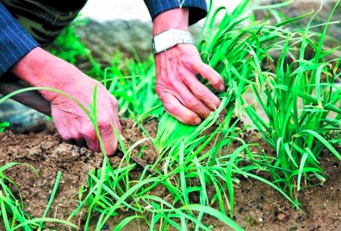 “割韭菜”一词是什么意思？