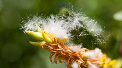 柳絮什么季节飘完
