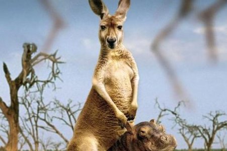 袋鼠有哪些特点？