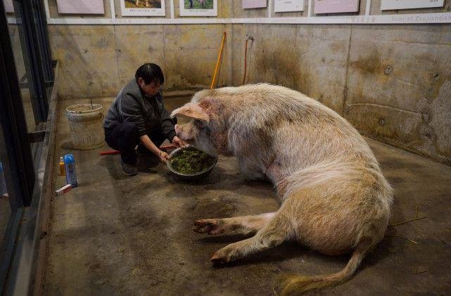 14岁猪坚强情况很糟，给它做安乐死可行吗？