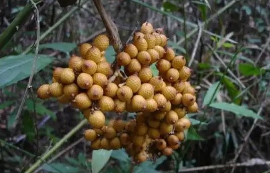 苦茶子是个什么梗?