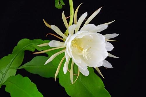 问一下各种花每天开放的时间