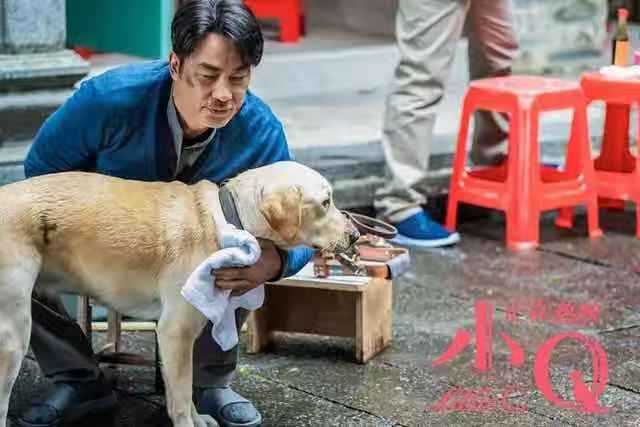 你觉得国产宠物电影《小Q》怎么样？