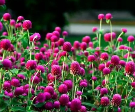 什么花适合做干花