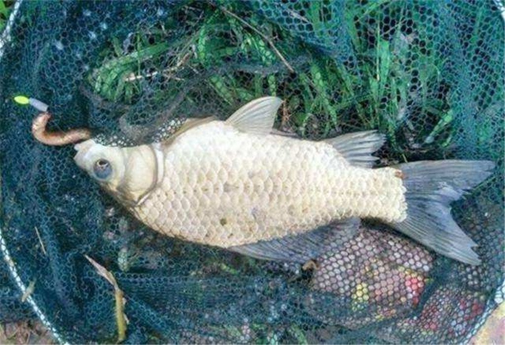 水库如何钓鲫鱼？