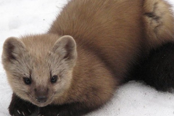 紫貂是什么 意思