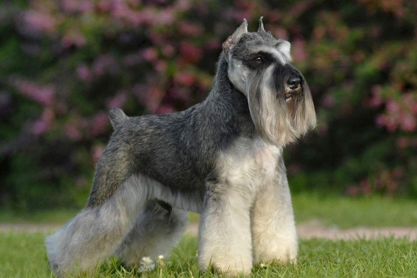 什么是“梗类犬”？与普通的犬类有什么区别？