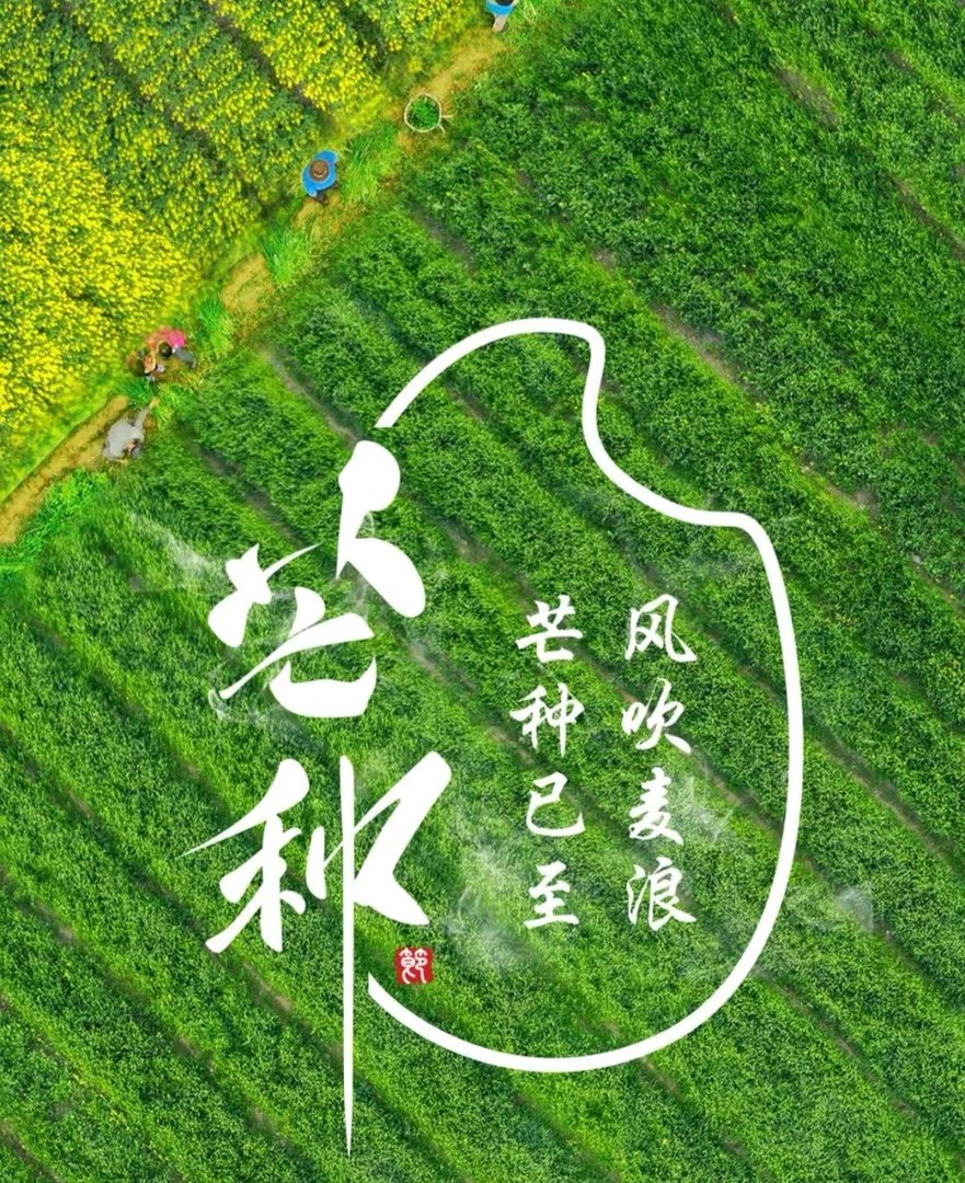 芒种寓意着什么?