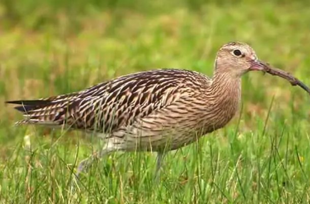 常见水鸟有哪些？