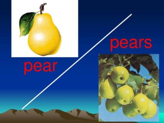 梨子的英语怎么写