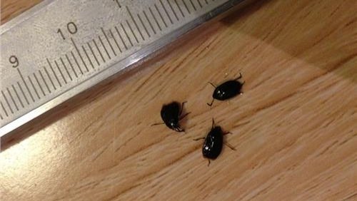 屋里有粘虫怎么除治