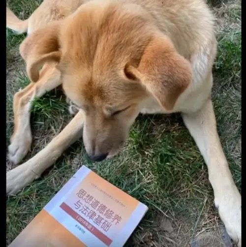 吉林一学生发现流浪狗偷外卖藏着吃，流浪狗对校园安全有何影响？