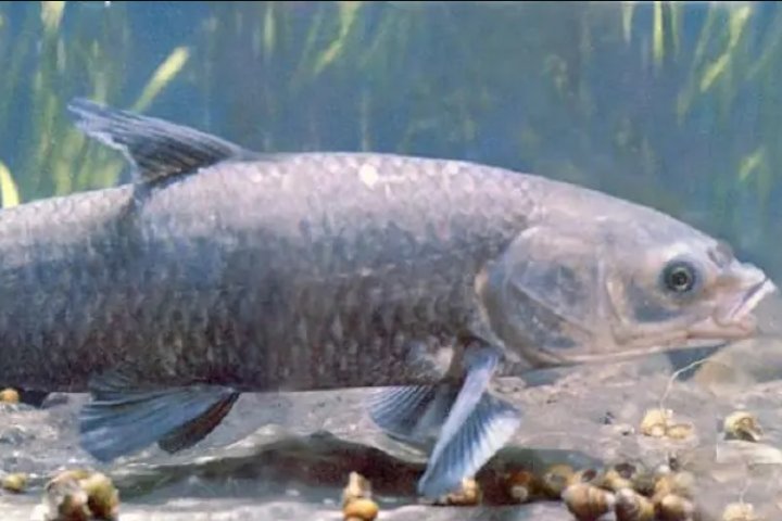 河里的鱼都有哪些?