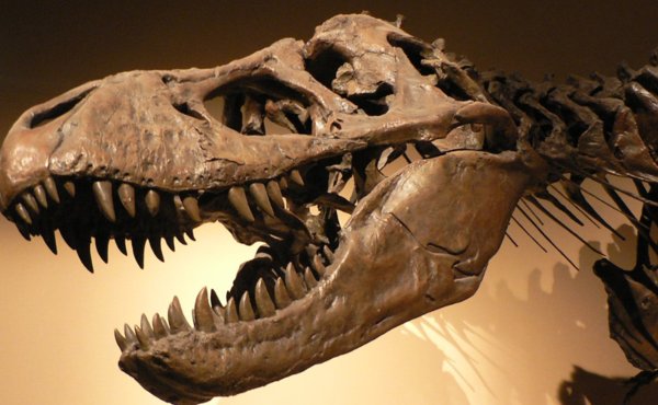 化石是怎么形成的？