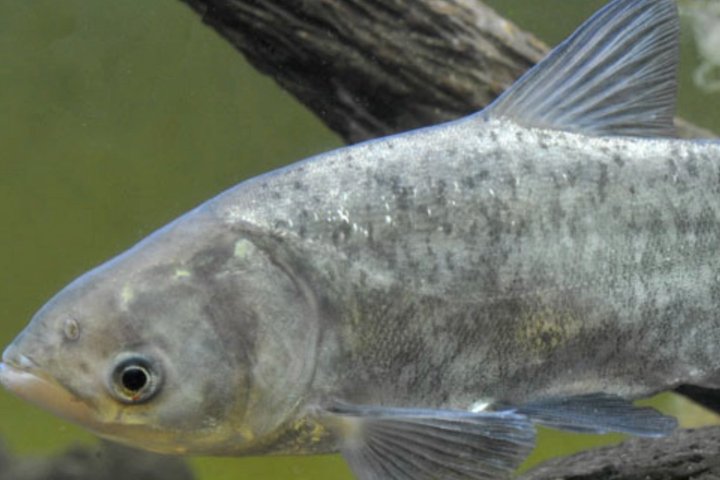 河里的鱼都有哪些?