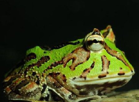 角蛙除了吃小杂鱼还吃什么？