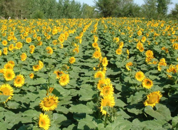 内蒙古的特产有哪些？