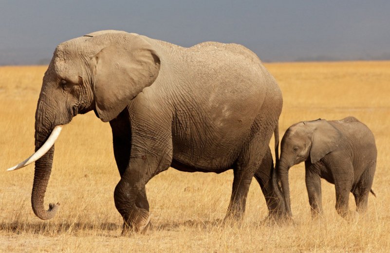 大象能活多少年