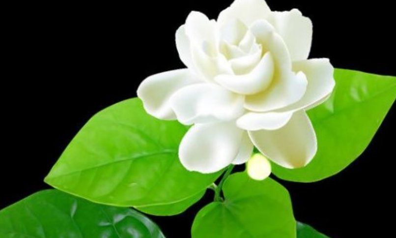 花的名称有哪些呢?