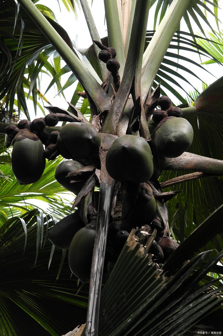 大王椰子会伤人吗?