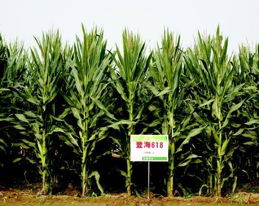 登海6188玉米种介绍