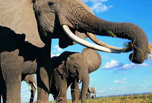 大象的鼻子有什么用？