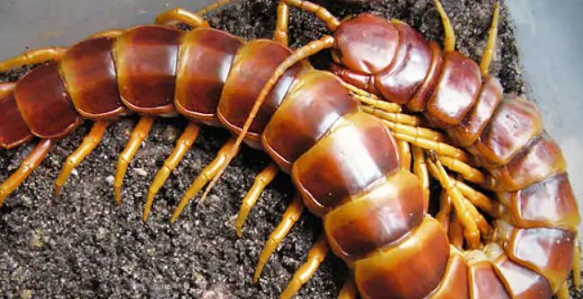 蜈蚣吃什么东西？