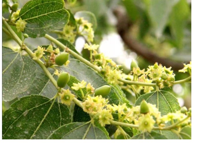 怎么治枣树上的食心虫